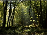 felsenmeer-lautertal-von-frank-steiger