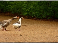 im-eulbacher-park-in-wuerzberg-von-anna-luise-viertel