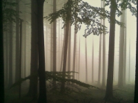 nebel-von-rudolf-muehl