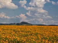 ringelblumenwiese-otzberg-von-bjoern-asbar-02