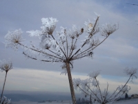 winterimpressionen-in-guenterfuerst-mit-blick-auf-den-erlenbach-wald-von-nicole-kaffenberger