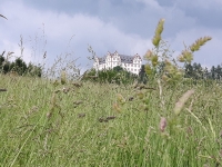 Schloss Lichtenberg von Lissy Pabst