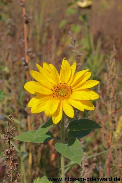 little-sunflower-von-g-kropp