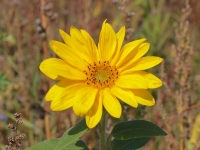 little-sunflower-von-g-kropp